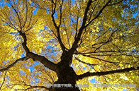 南洋理工大學公布第14顆也是最大的衛(wèi)星