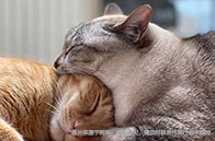 倫敦政治經(jīng)濟學學院選專業(yè)注意事項