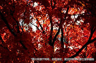 加拿大女王大學留學費用貴嗎？