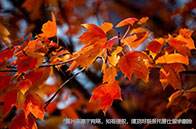 新加坡國(guó)立大學(xué)EBAC項(xiàng)目含金量怎么樣？