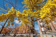 加拿大商學院本科畢業(yè)去向怎樣？