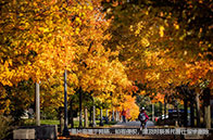 多倫多大學用戶體驗設計碩士介紹